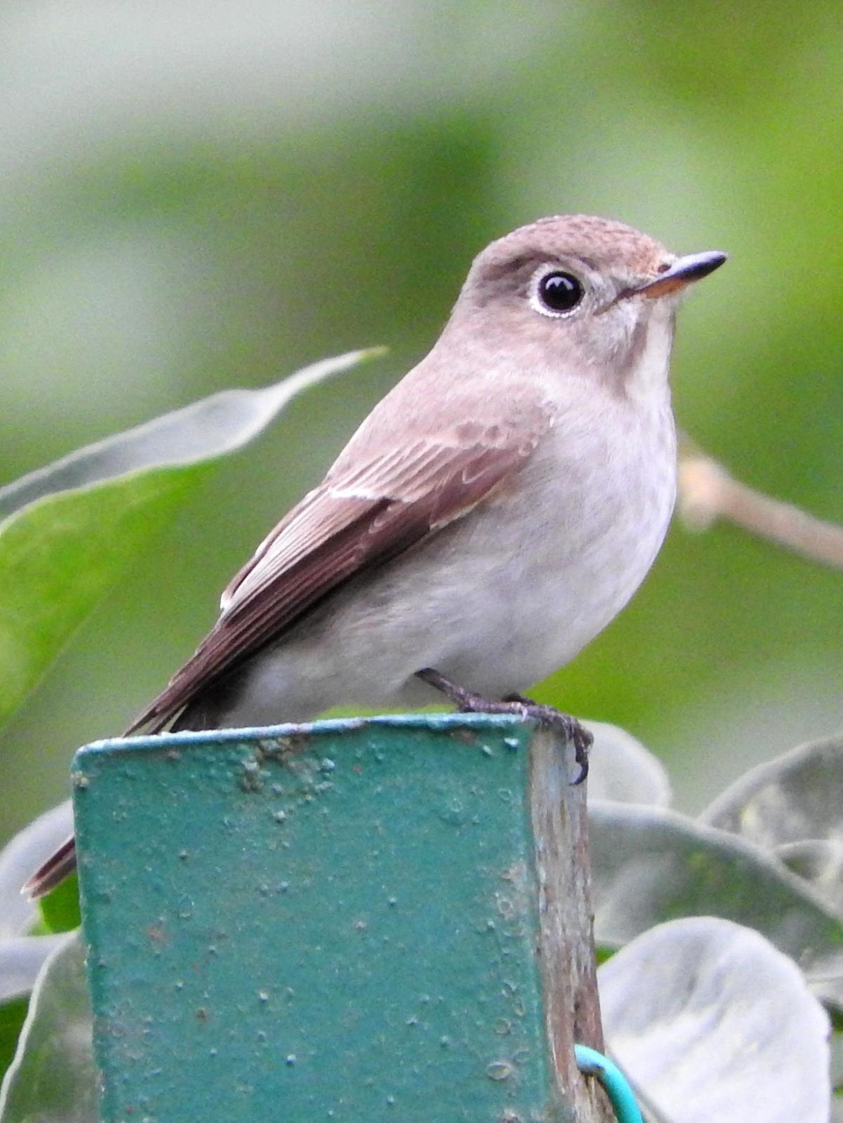 Asian Brown Flycatcher Photo by Todd A. Watkins