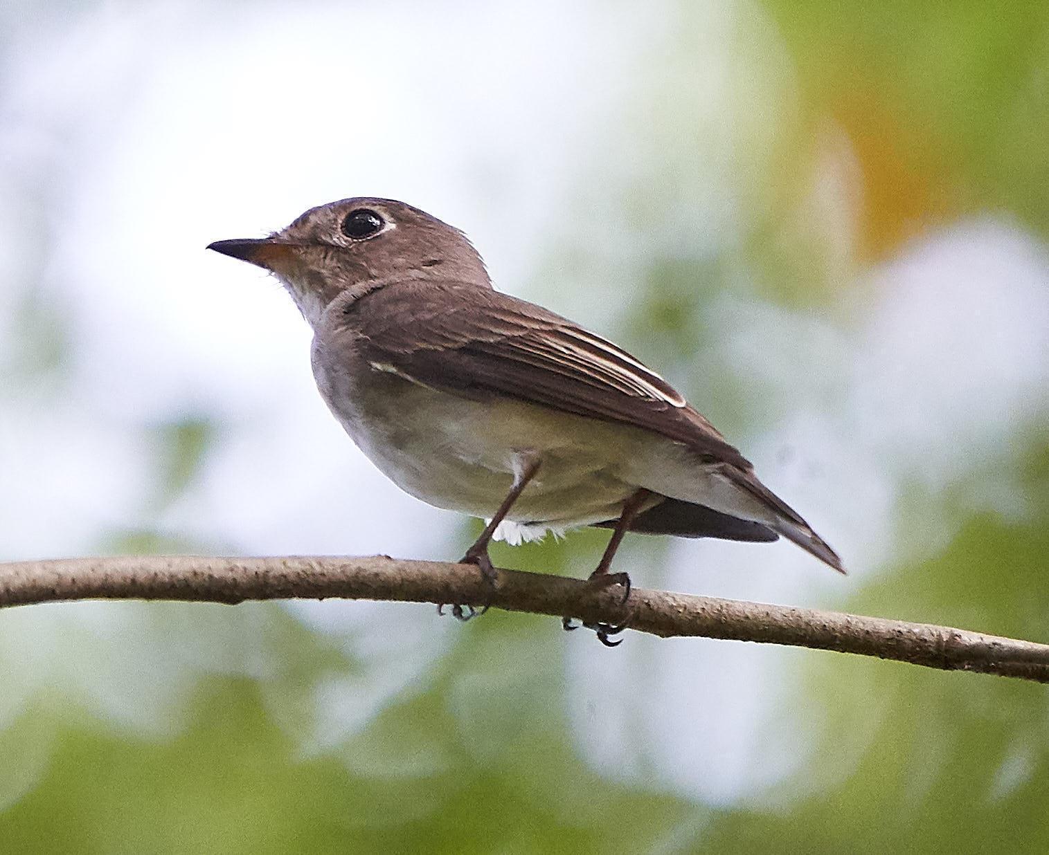 Asian Brown Flycatcher Photo by Steven Cheong