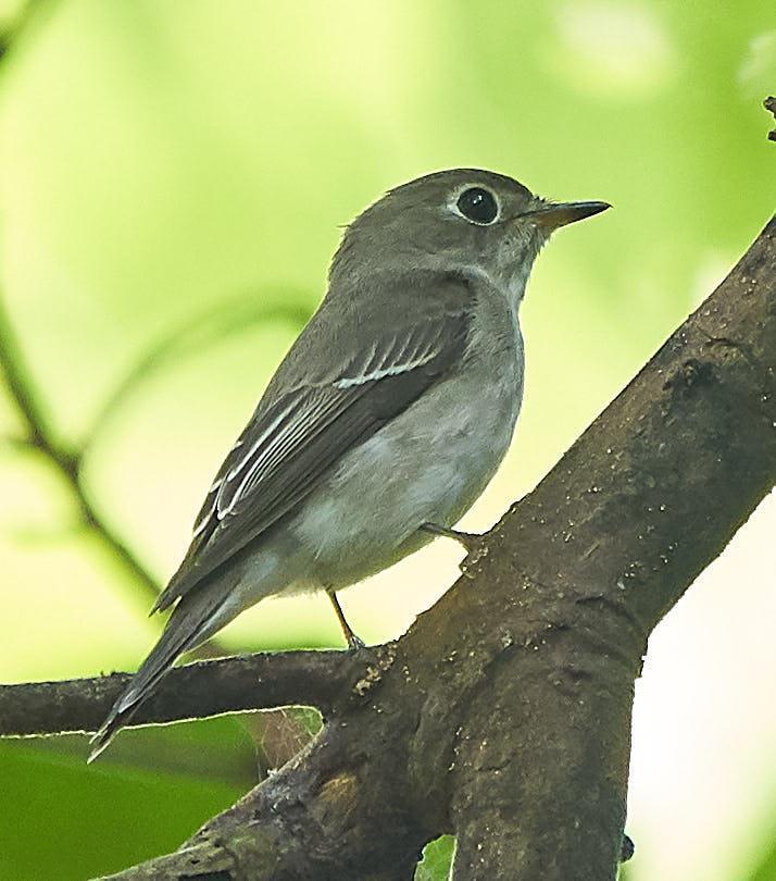 Asian Brown Flycatcher Photo by Steven Cheong