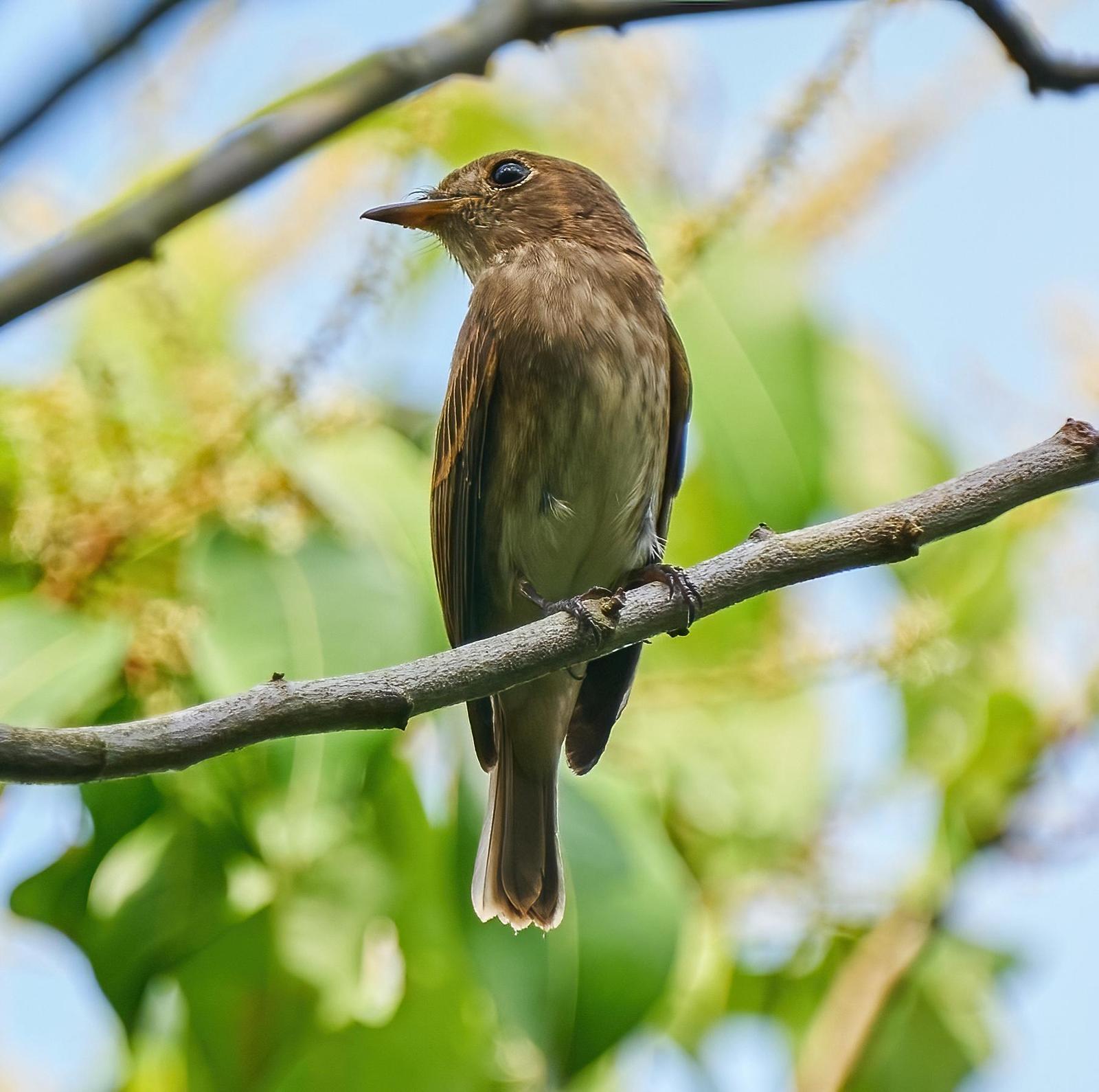 Brown-streaked Flycatcher Photo by Steven Cheong