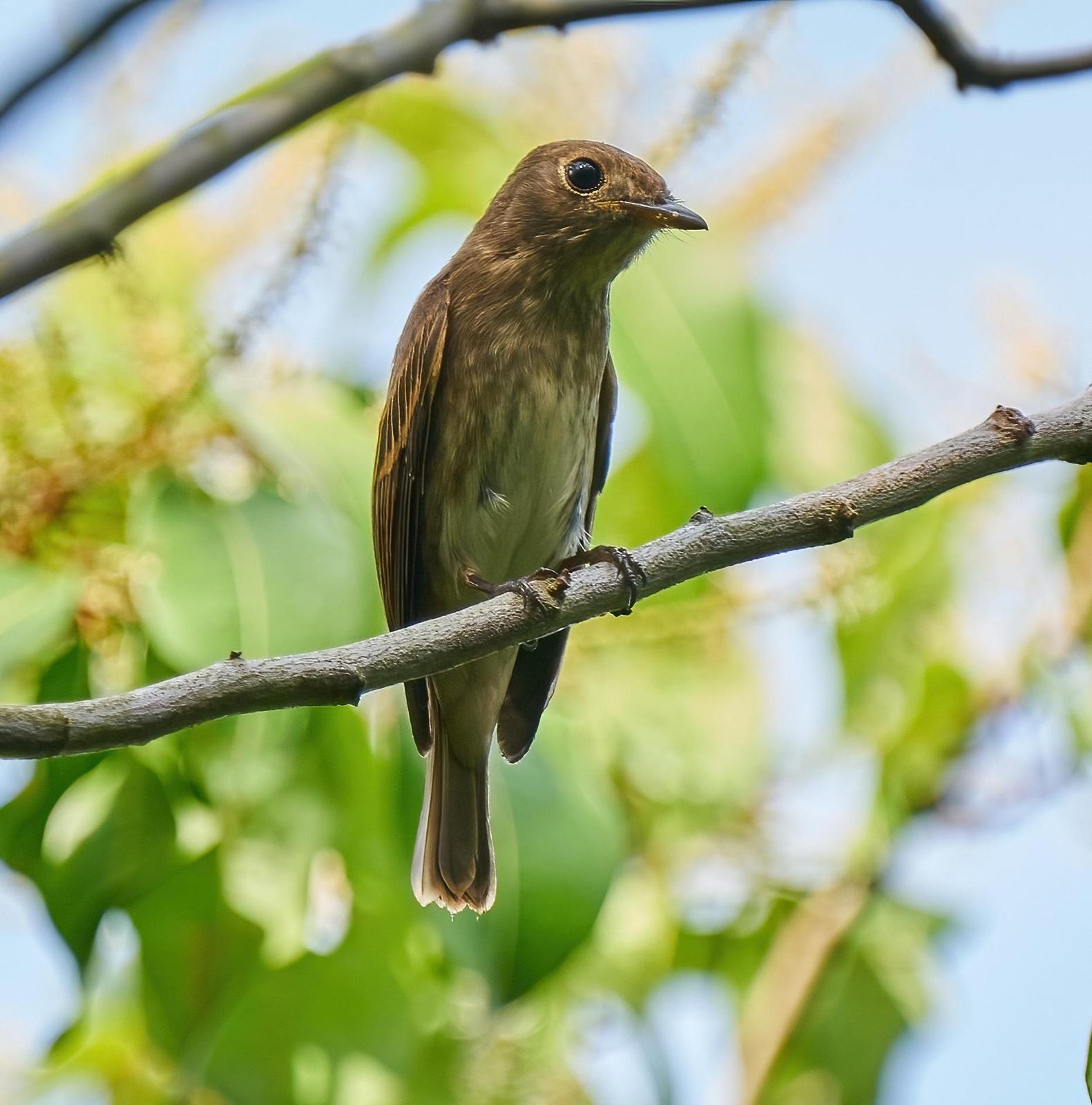Brown-streaked Flycatcher Photo by Steven Cheong
