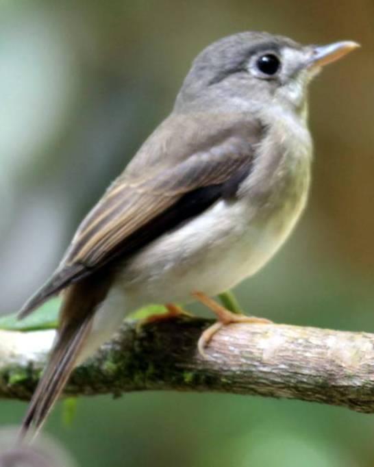 Brown-breasted Flycatcher Photo by Frank Gilliland