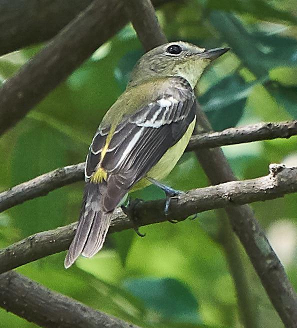 Yellow-rumped Flycatcher Photo by Steven Cheong
