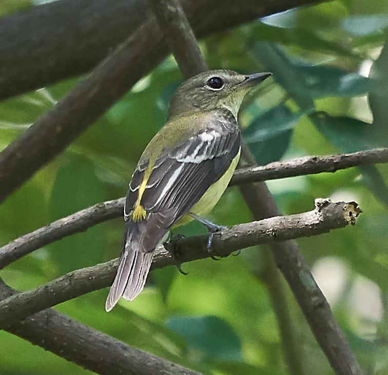 Yellow-rumped Flycatcher Photo by Steven Cheong