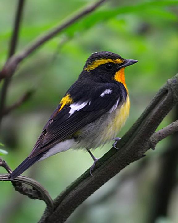Narcissus Flycatcher Photo by Peter Ericsson