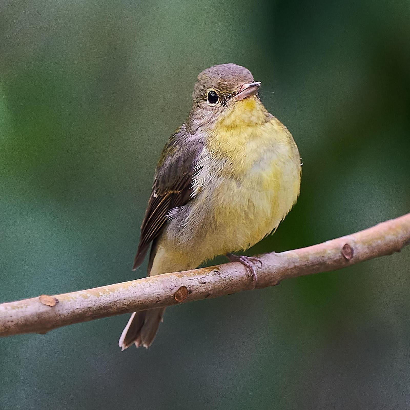 Green-backed Flycatcher Photo by Steven Cheong