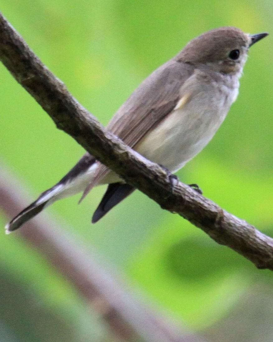 Taiga Flycatcher Photo by Monte Taylor