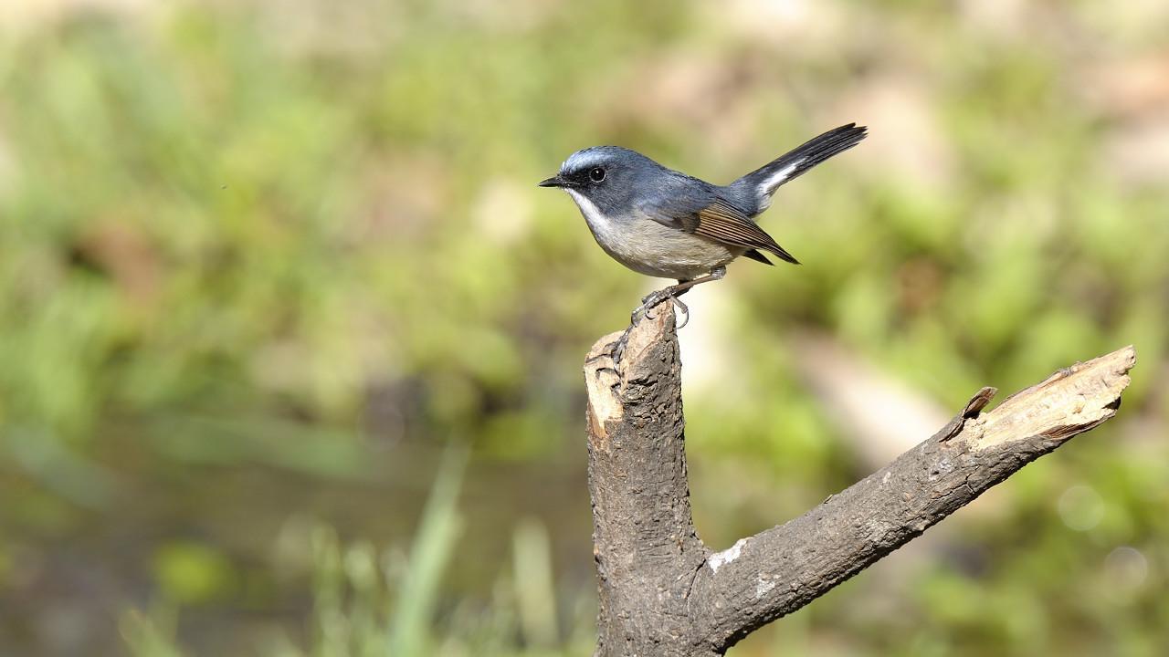 Slaty-blue Flycatcher Photo by Kishore Bhargava