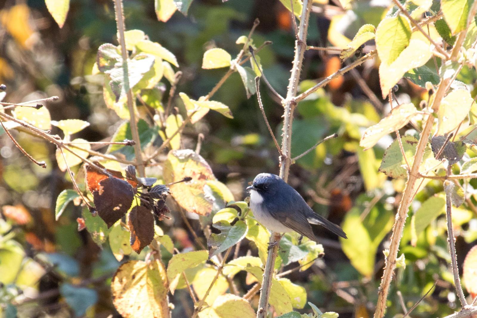 Slaty-blue Flycatcher Photo by Simepreet Cheema