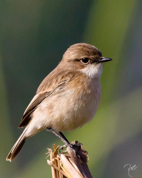 Slaty-blue Flycatcher Photo by Rahul Kaushik