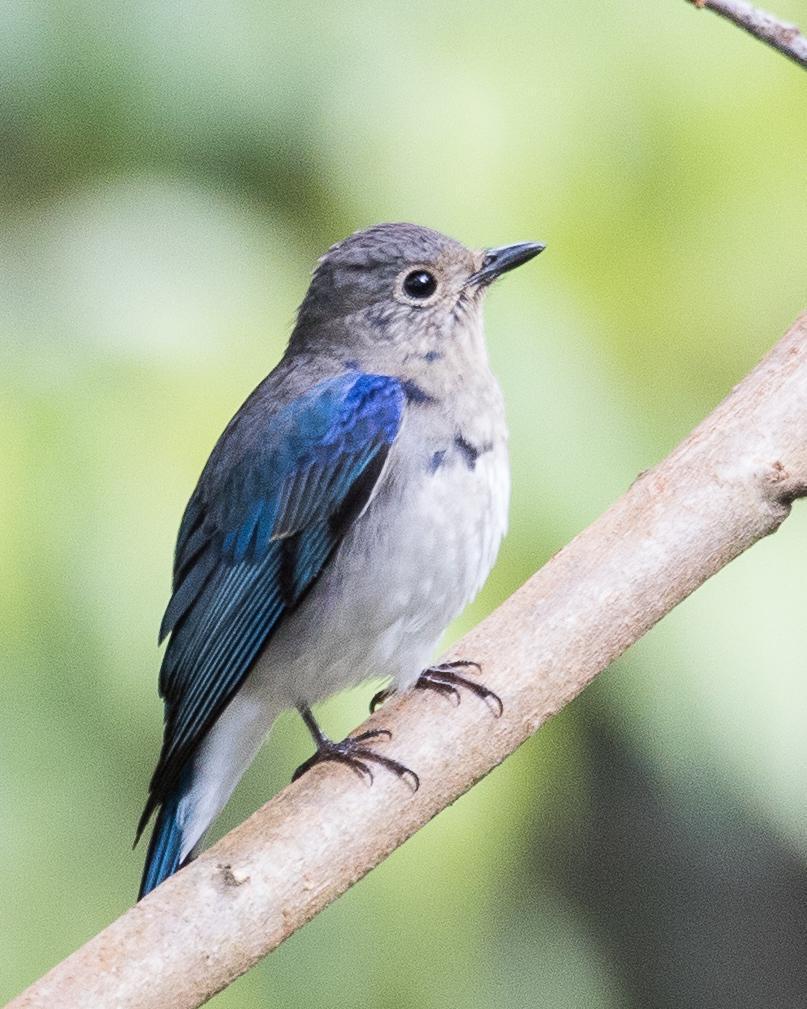 Blue-and-white Flycatcher Photo by Robert Lewis
