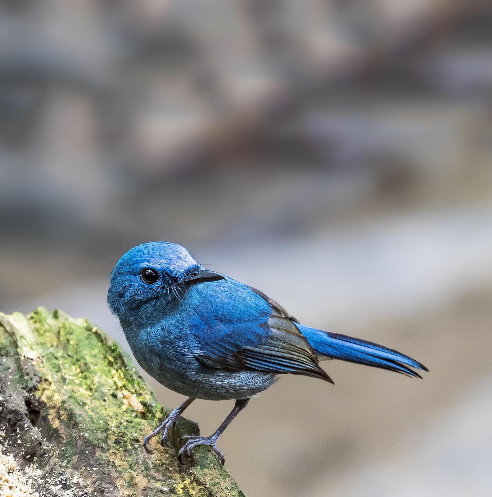Pale Blue Flycatcher Photo by Michael Phua