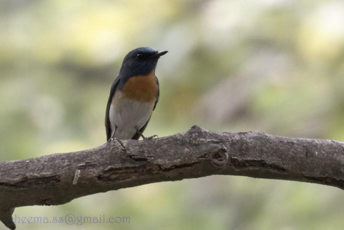 Blue-throated/Chinese Blue Flycatcher Photo by Simepreet Cheema