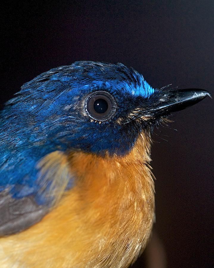 Sunda Blue Flycatcher Photo by John Mittermeier