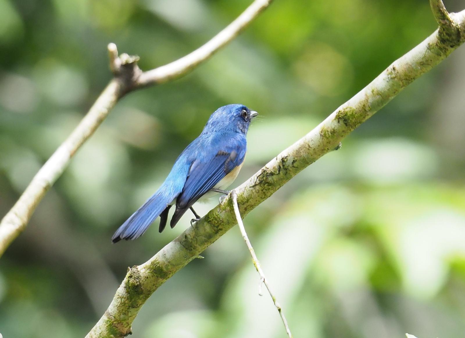 Malaysian Blue Flycatcher Photo by Kristin Vigander