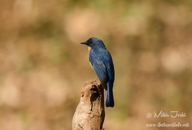 Tickell's Blue Flycatcher Photo by Mihir Joshi