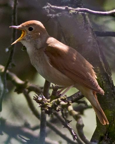 Common Nightingale Photo by Stephen Daly
