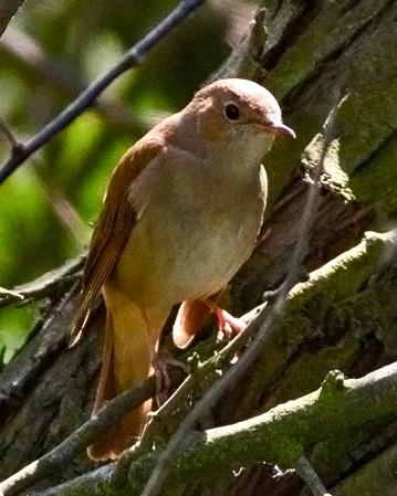 Common Nightingale Photo by Stephen Daly