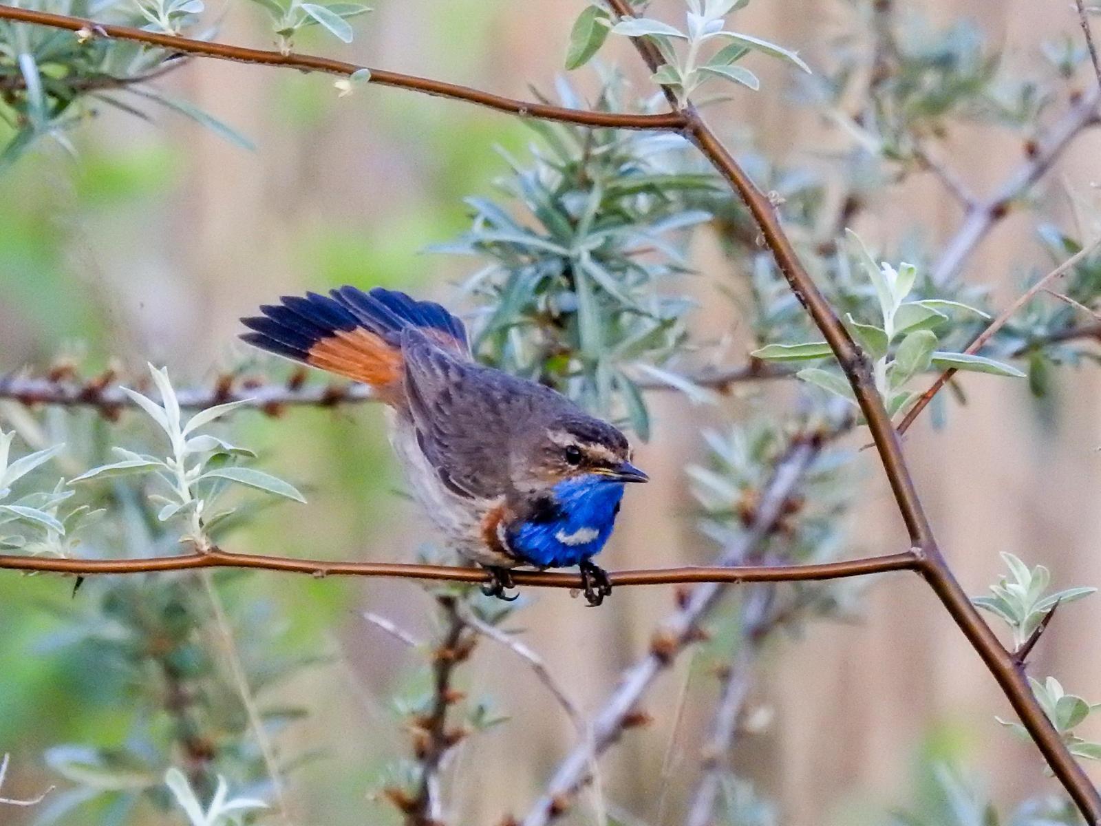 Bluethroat Photo by African Googre