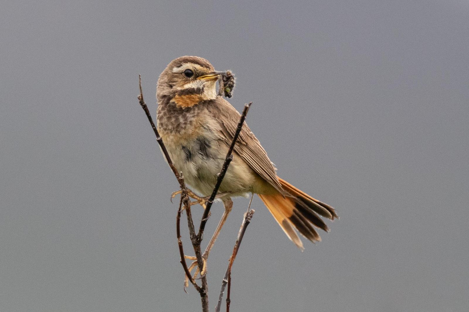 Bluethroat Photo by Kate Persons