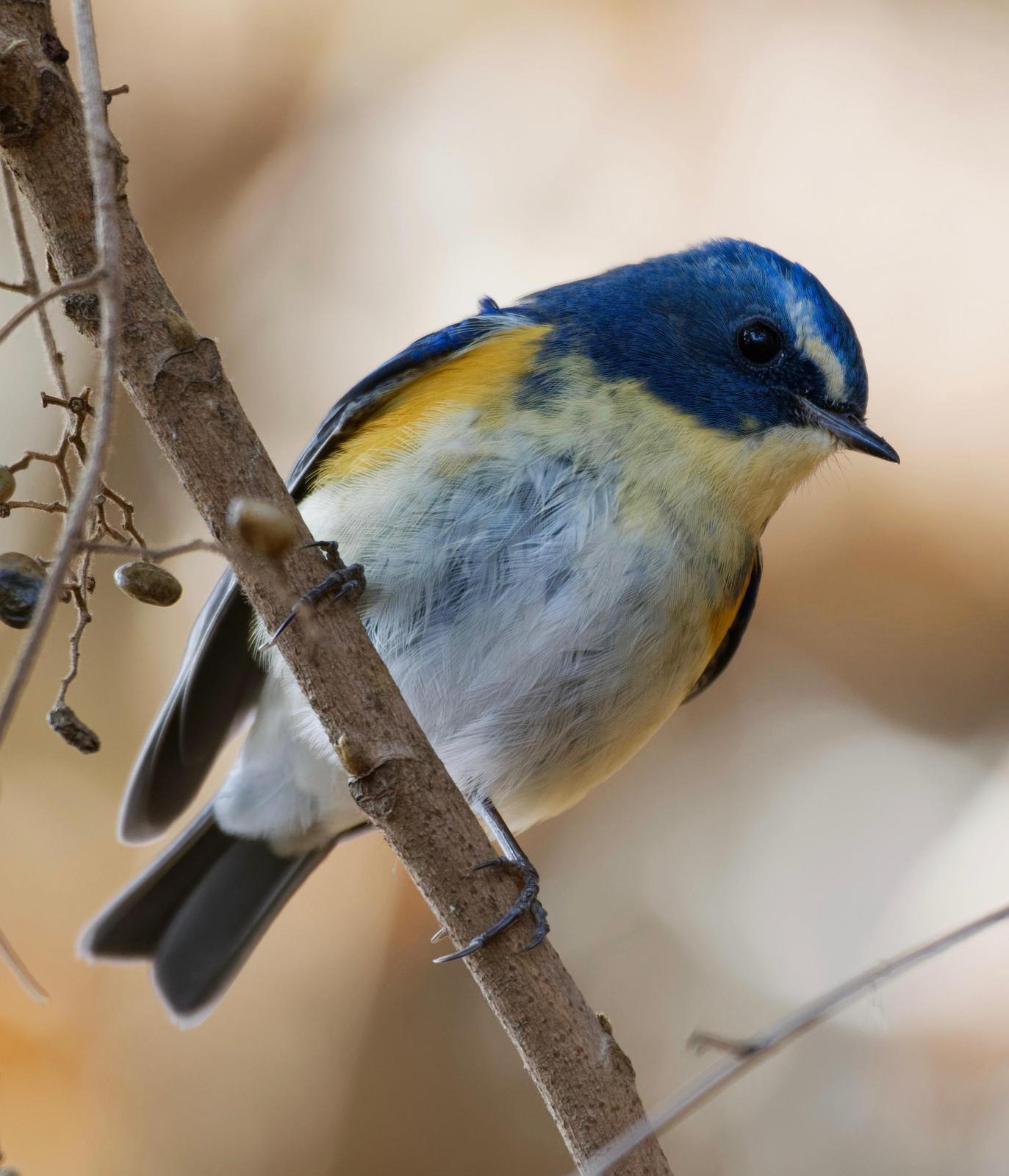 Red-flanked Bluetail (Tarsiger cyanurus) - North American Birds