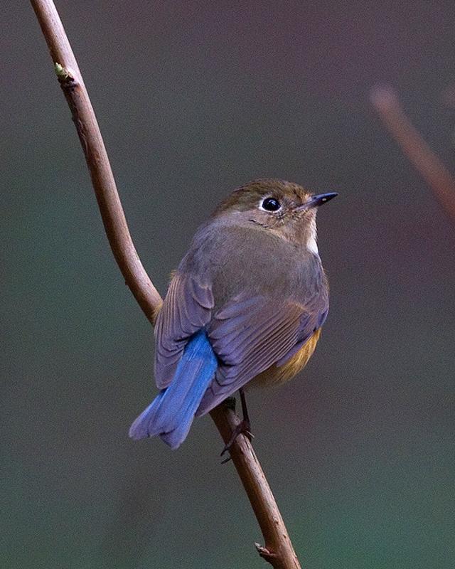 Red-flanked Bluetail Photo by Ryan Shaw