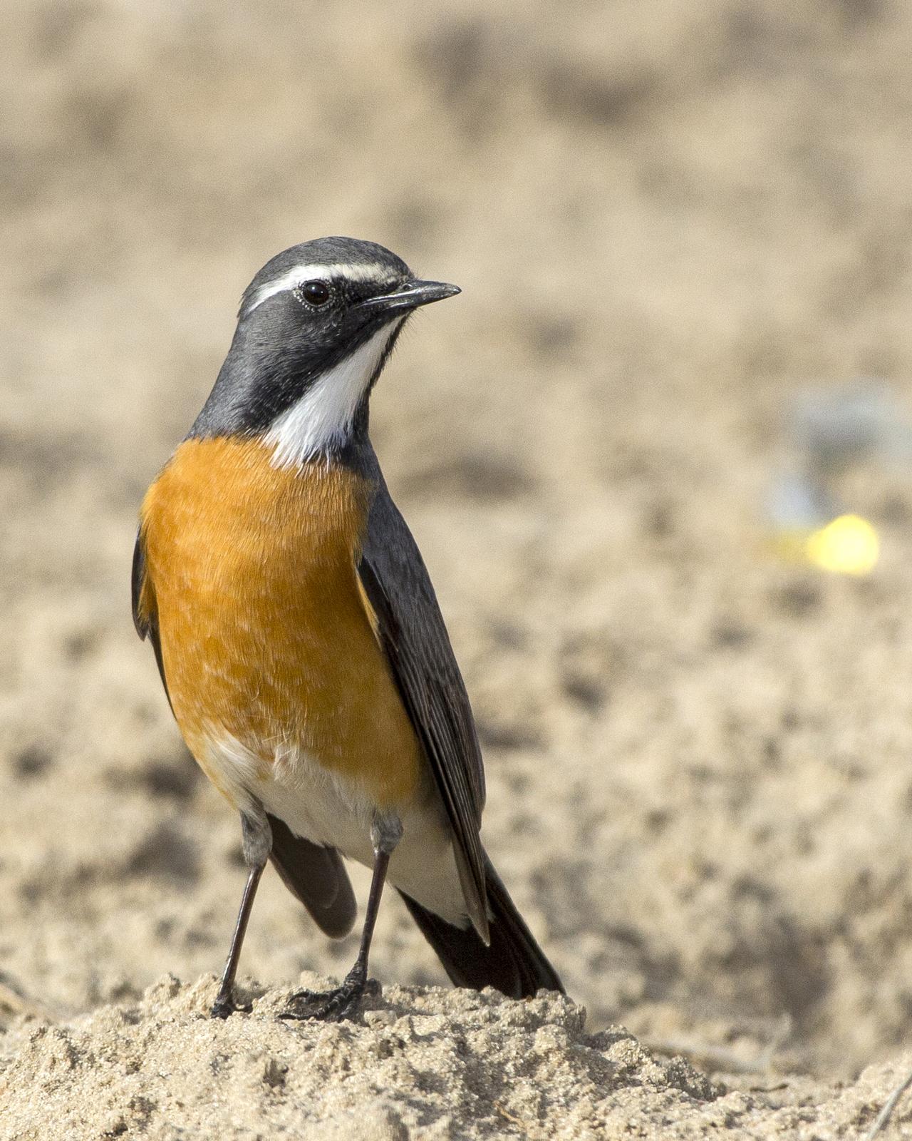 White-throated Robin Photo by Omar Alshaheen