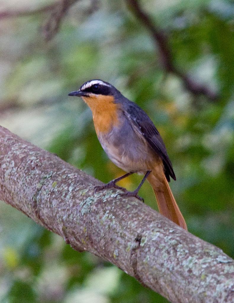 Cape Robin-Chat Photo by Carol Foil