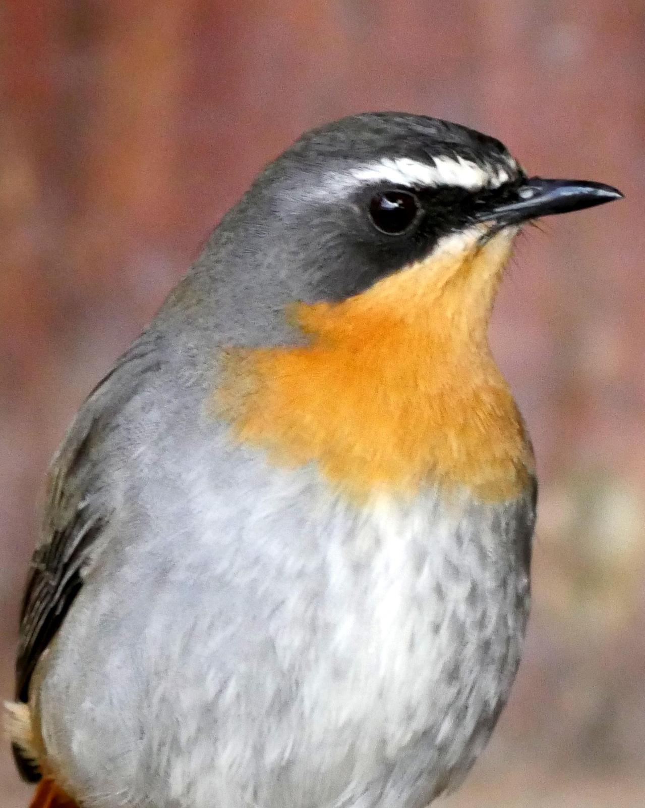 Cape Robin-Chat Photo by Peter Lowe
