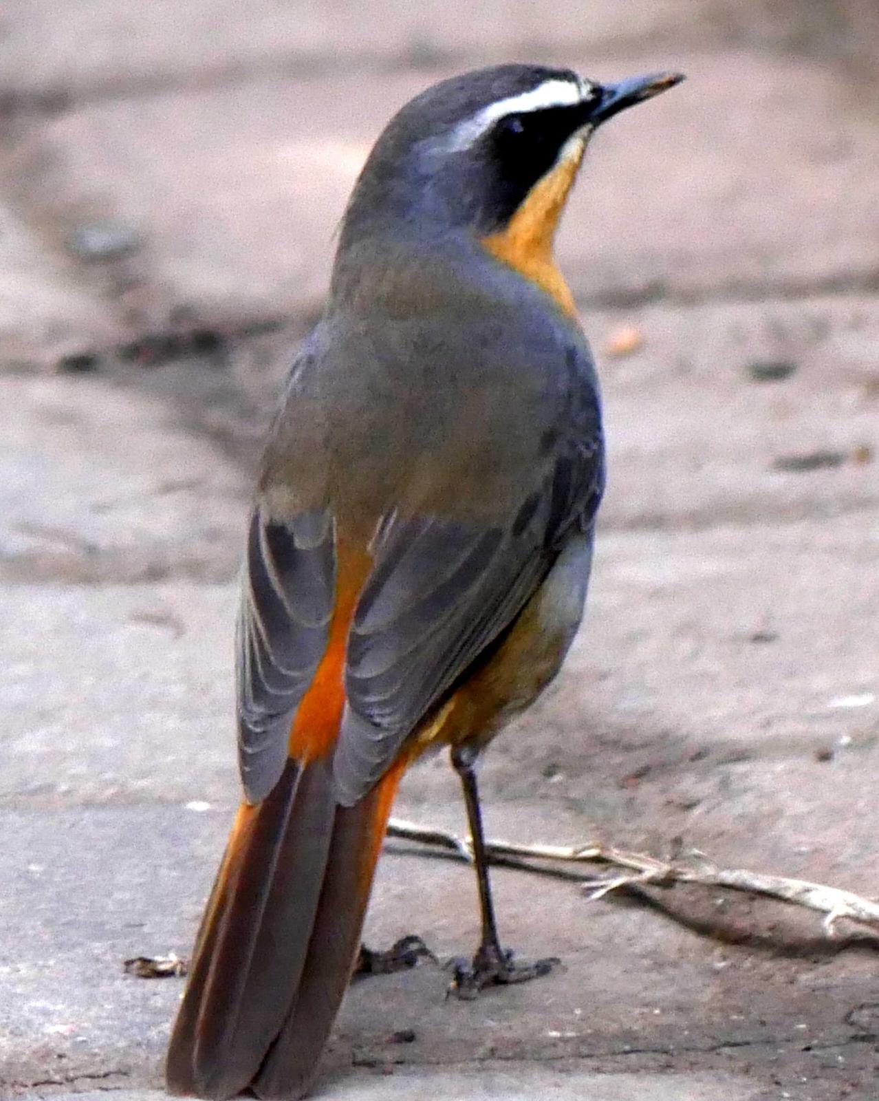 Cape Robin-Chat Photo by Peter Lowe