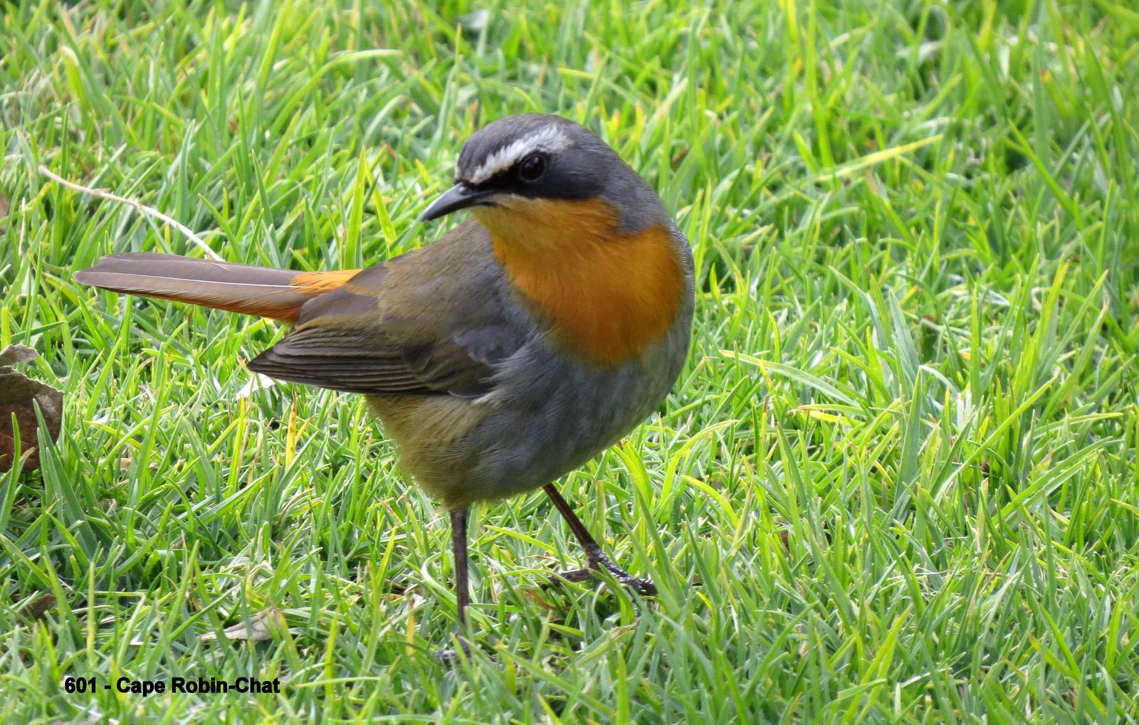 Cape Robin-Chat Photo by Richard  Lowe
