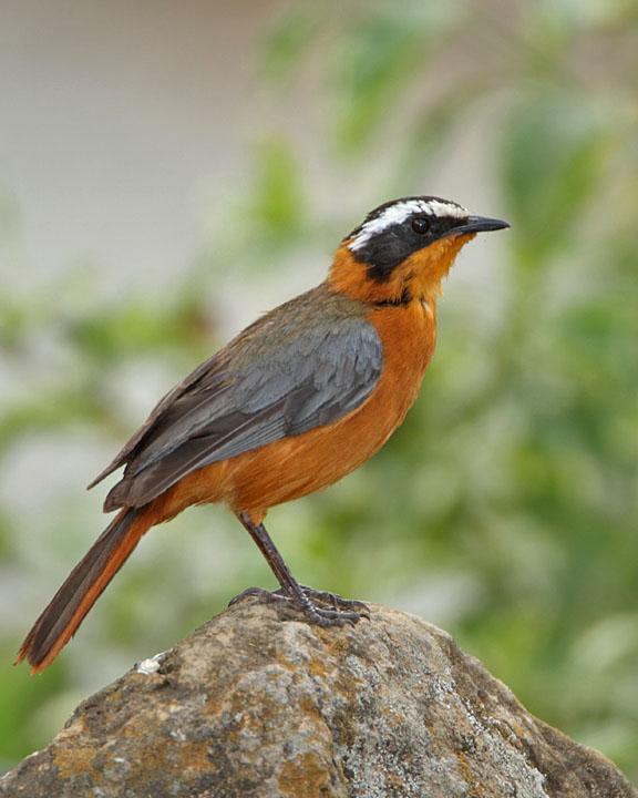 White-browed Robin-Chat Photo by Jack Jeffrey