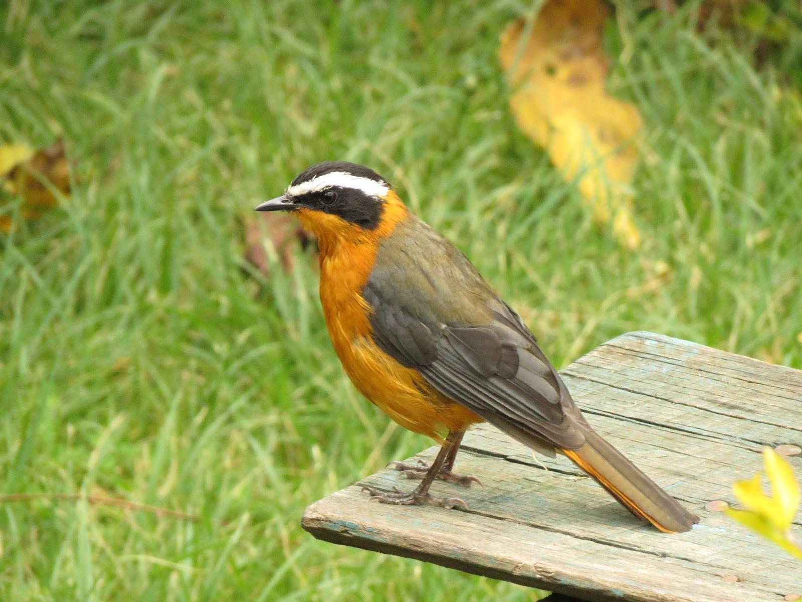 White-browed Robin-Chat Photo by Cyndee Pelt