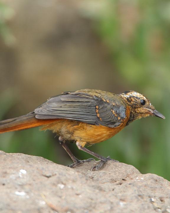 White-browed Robin-Chat Photo by Jack Jeffrey