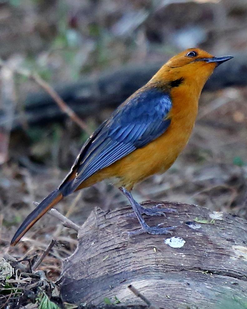 Red-capped Robin-Chat Photo by Micha Jackson