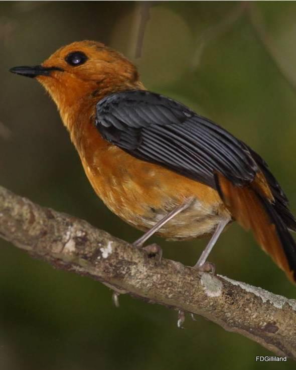 Red-capped Robin-Chat Photo by Frank Gilliland