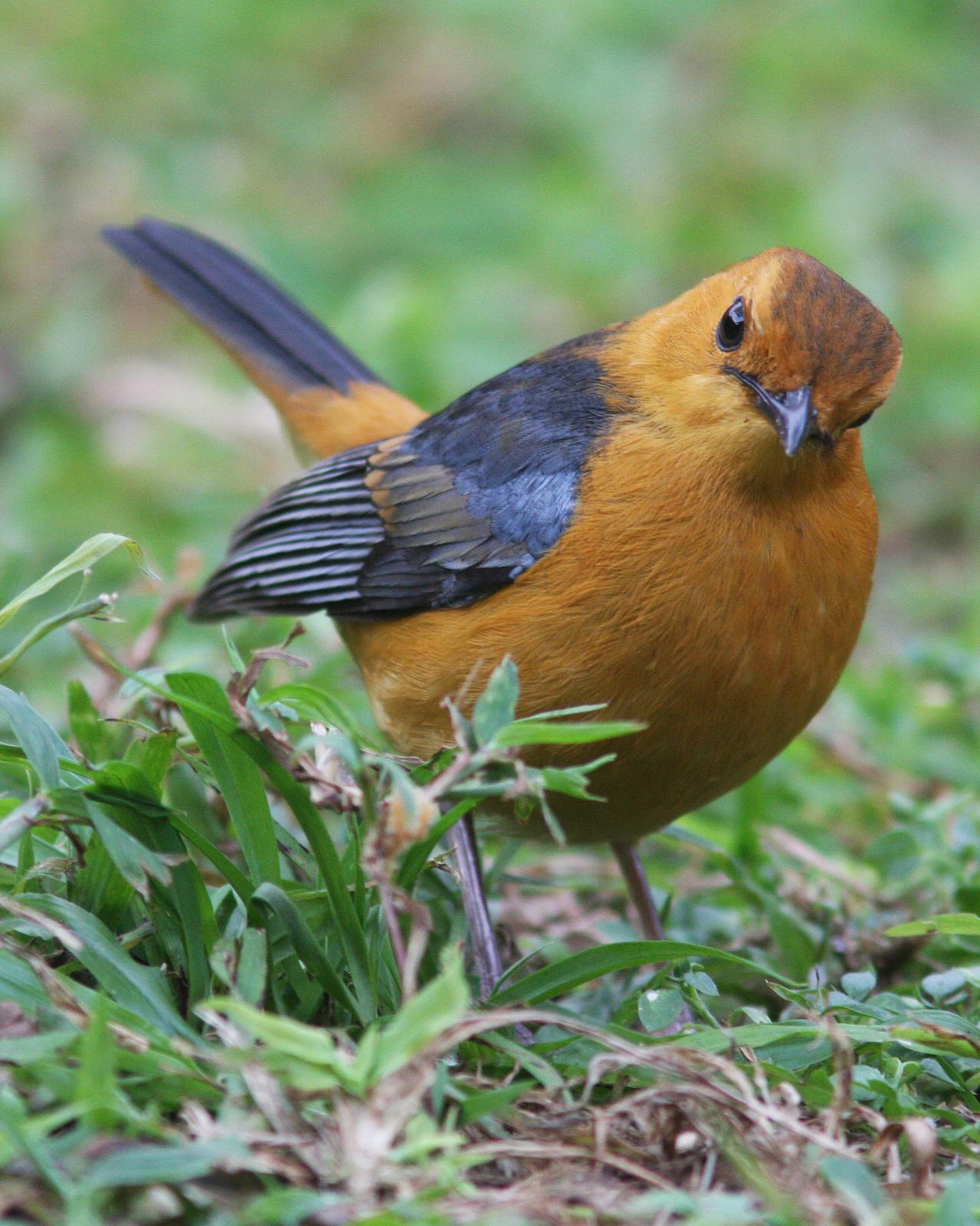 Red-capped Robin-Chat Photo by Henk Baptist