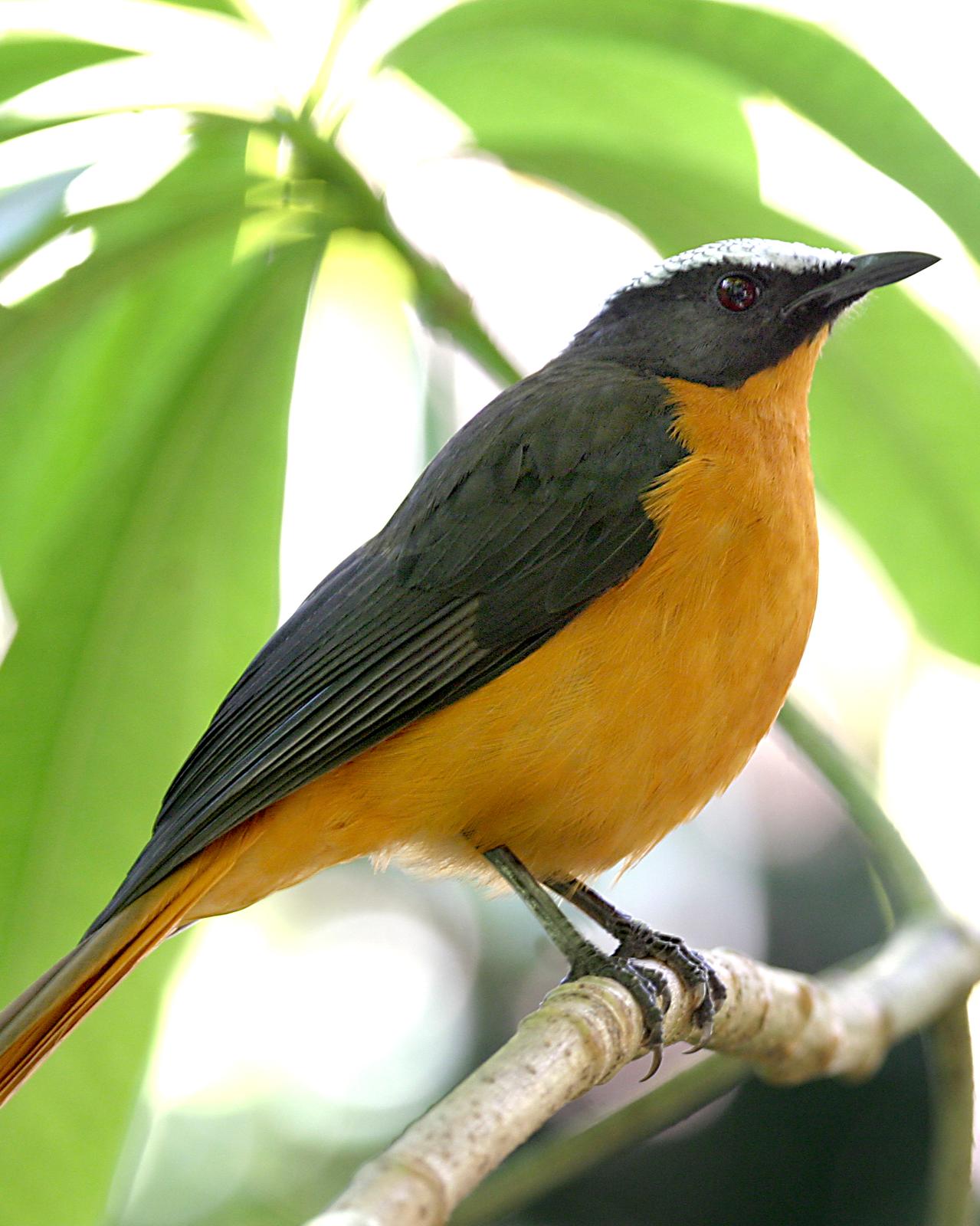 White-crowned Robin-Chat Photo by Matthew P. Alexander