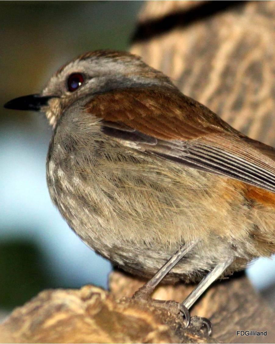 Rufous-tailed Palm-Thrush Photo by Frank Gilliland