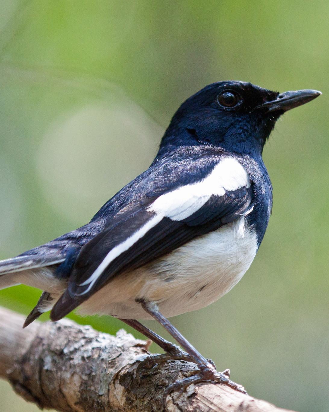 Madagascar Magpie-Robin Photo by Sue Wright