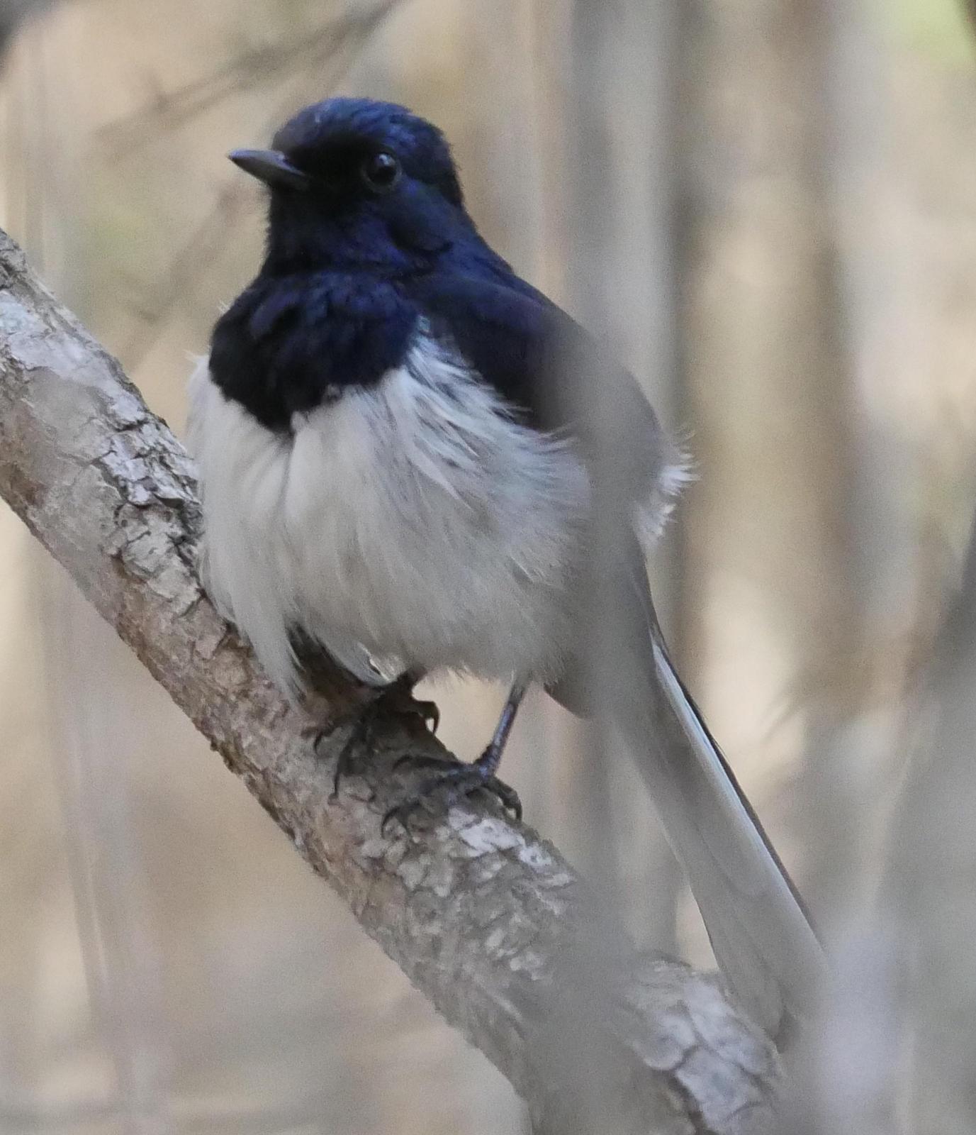 Madagascar Magpie-Robin Photo by Peter Lowe
