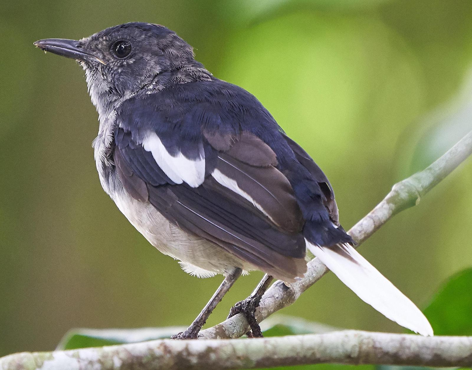Oriental Magpie-Robin Photo by Steven Cheong