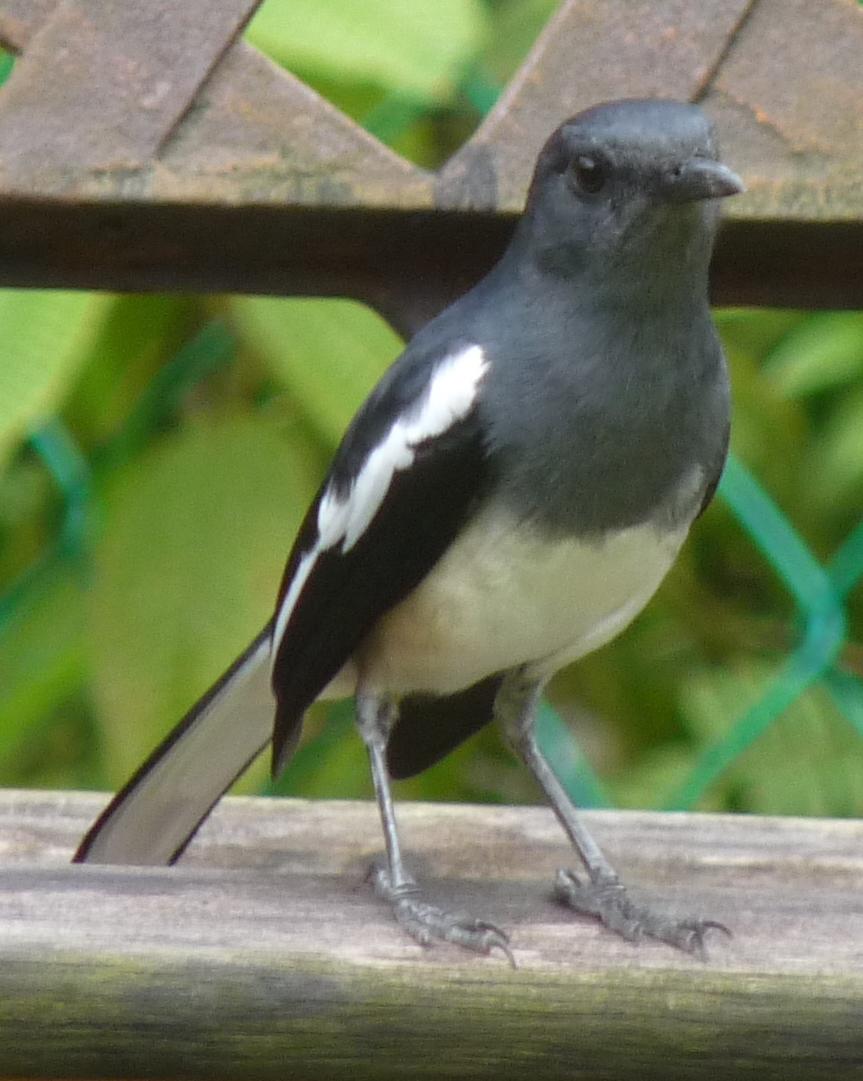 Oriental Magpie-Robin Photo by Peter Lowe