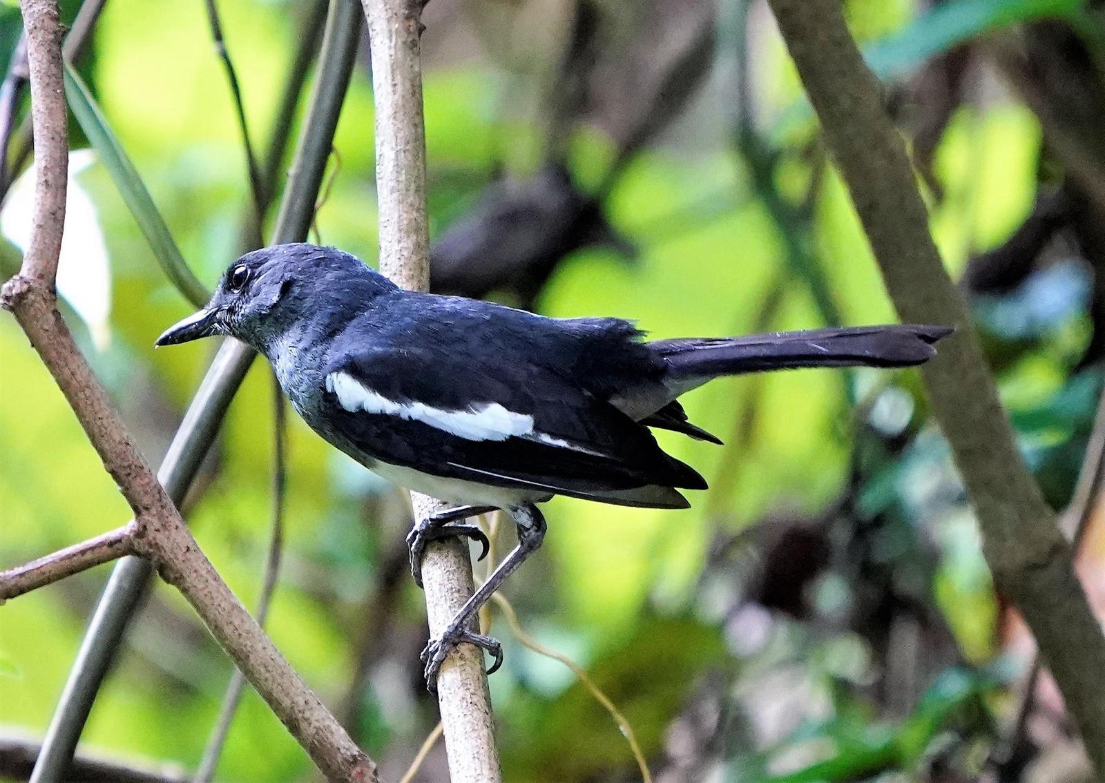 BirdsEye Photography: Oriental Magpie-Robin Photo by Steven Cheong