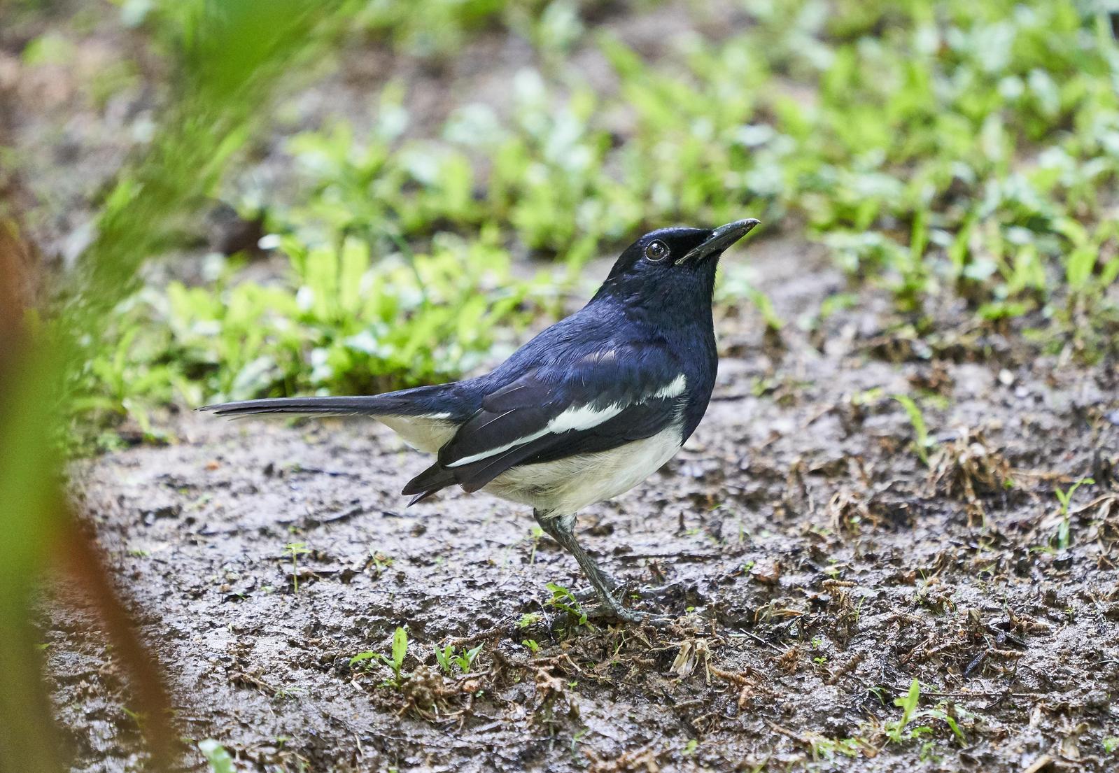 Oriental Magpie-Robin Photo by Steven Cheong