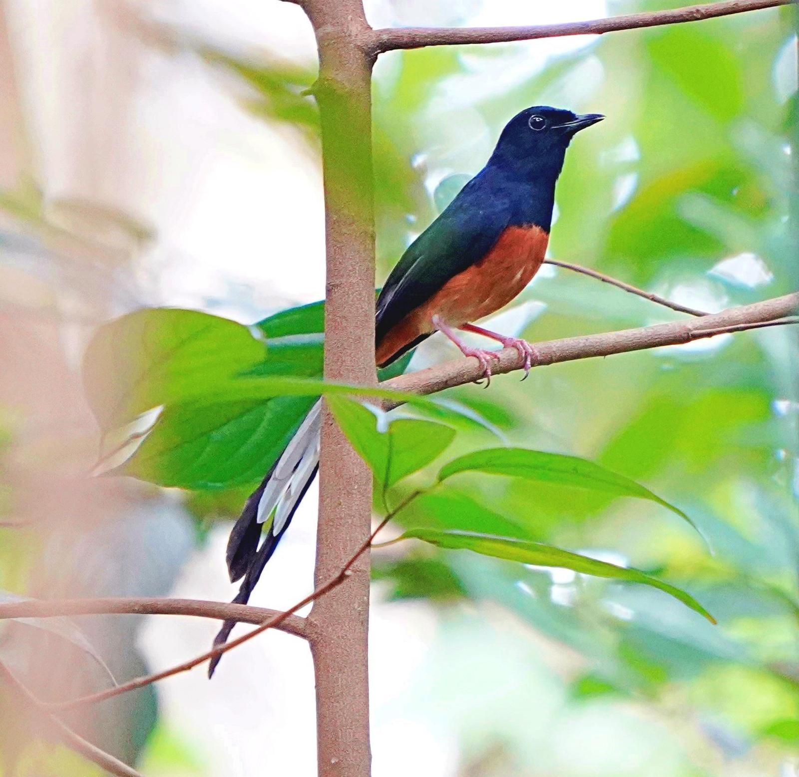 White-rumped Shama Photo by Steven Cheong