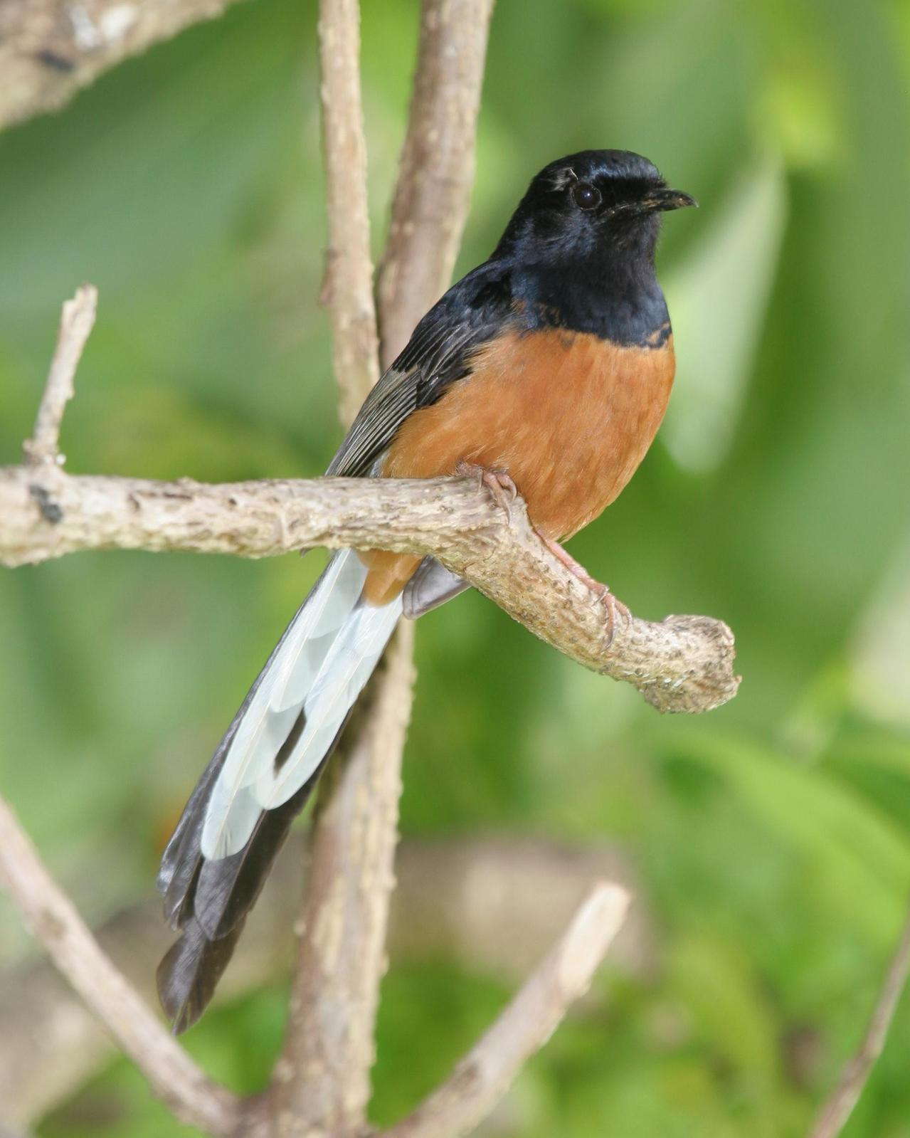 White-rumped Shama Photo by Robert Lewis