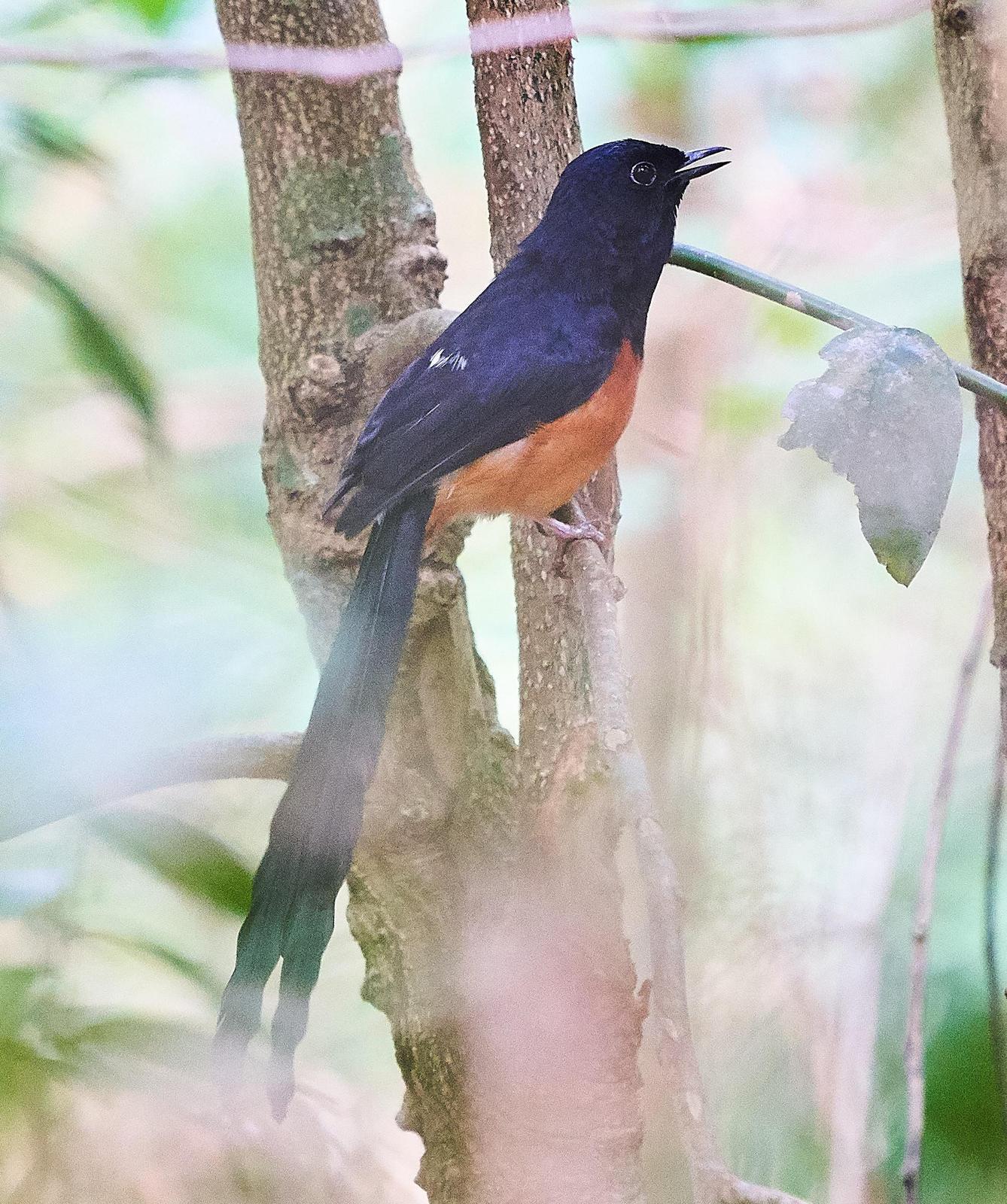 White-rumped Shama Photo by Steven Cheong