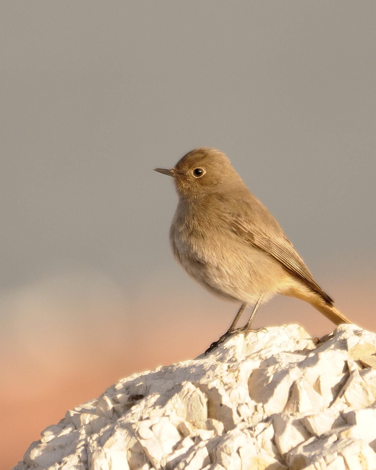 Black Redstart Photo by Andres Rios