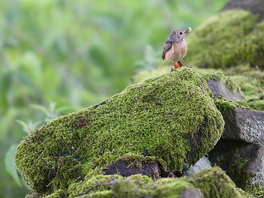 Common Redstart Photo by dominic hall